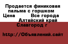 Продается финиковая пальма с горшком › Цена ­ 600 - Все города  »    . Алтайский край,Славгород г.